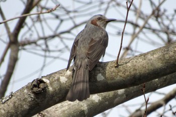 Brown-eared Bulbul 岡山県 Thu, 3/9/2023