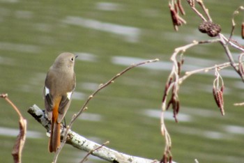 Daurian Redstart 岡山県 Thu, 3/9/2023