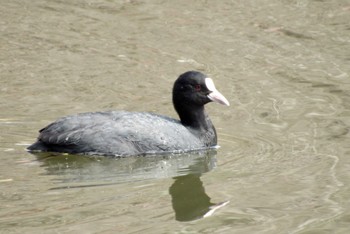 Eurasian Coot 岡山県 Thu, 3/9/2023