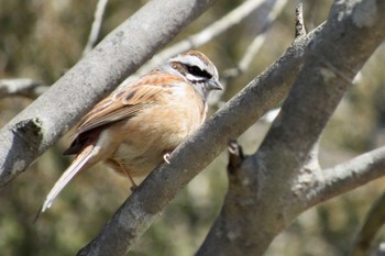 Meadow Bunting 岡山県 Tue, 3/14/2023