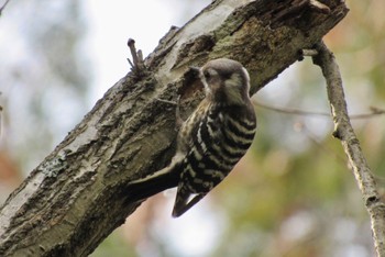 Japanese Pygmy Woodpecker 岡山県 Thu, 3/9/2023