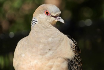 Oriental Turtle Dove 岡山県 Tue, 3/14/2023