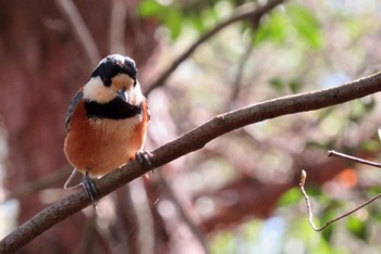 Varied Tit 岡山県 Tue, 3/14/2023