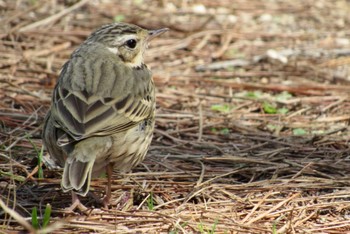 Olive-backed Pipit 岡山県 Tue, 3/14/2023