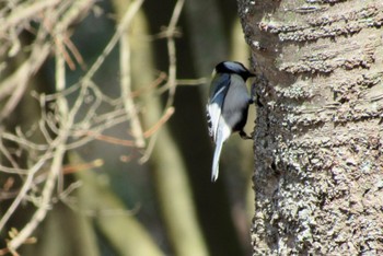 Japanese Tit 岡山県 Tue, 3/14/2023