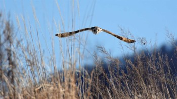 2023年3月19日(日) 南牧村の野鳥観察記録