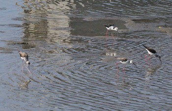 2023年3月19日(日) 土留木川河口(東海市)の野鳥観察記録