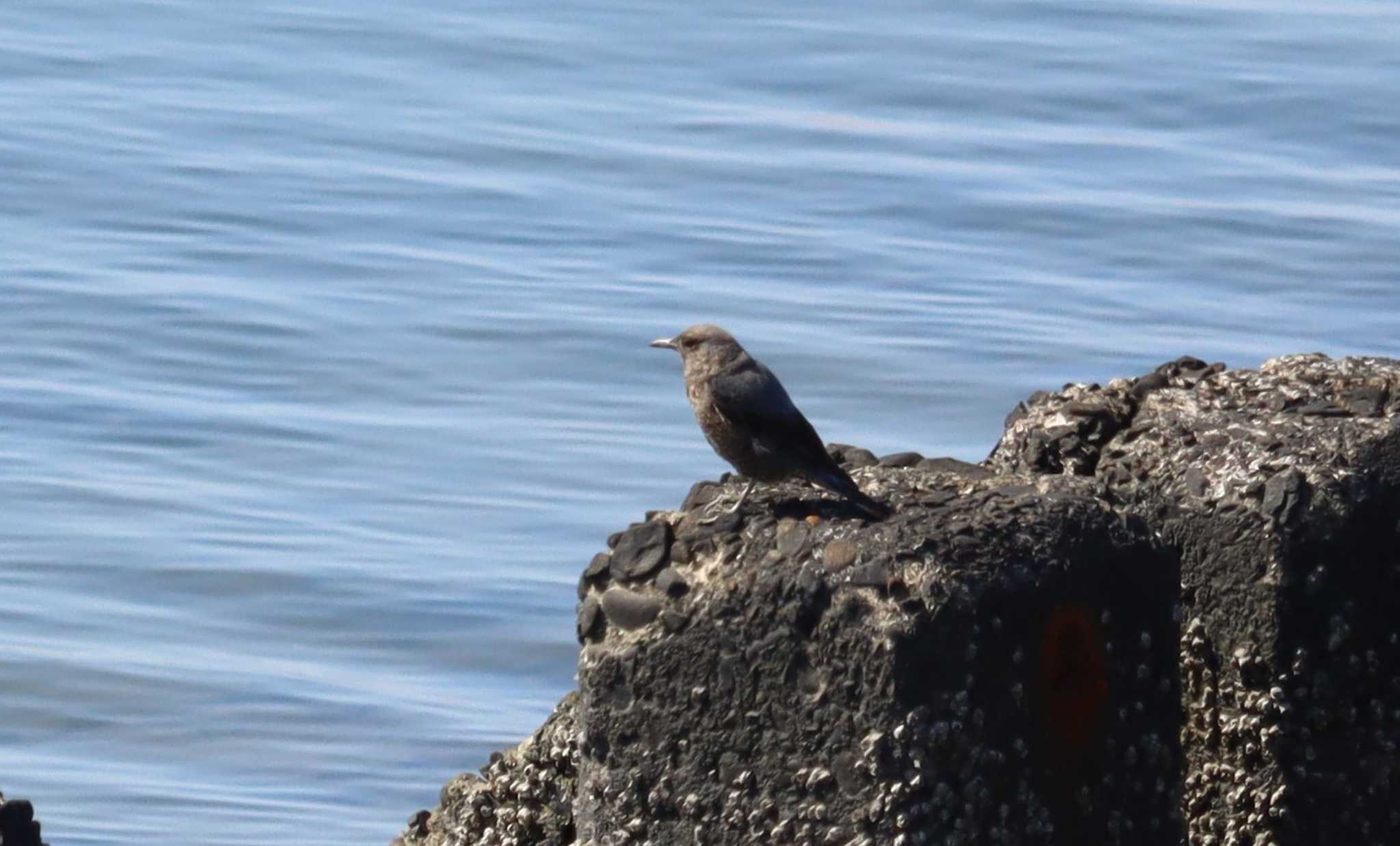 Blue Rock Thrush