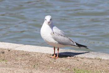 ユリカモメ 天王川公園(津島市) 2023年3月19日(日)