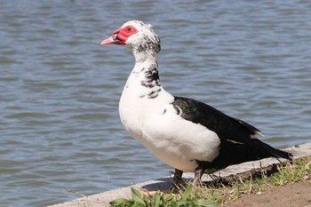 Muscovy Duck 天王川公園(津島市) Sun, 3/19/2023