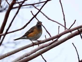 2023年3月17日(金) マイフィールドaの野鳥観察記録