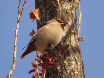 2023年3月20日(月) 大阪鶴見緑地の野鳥観察記録