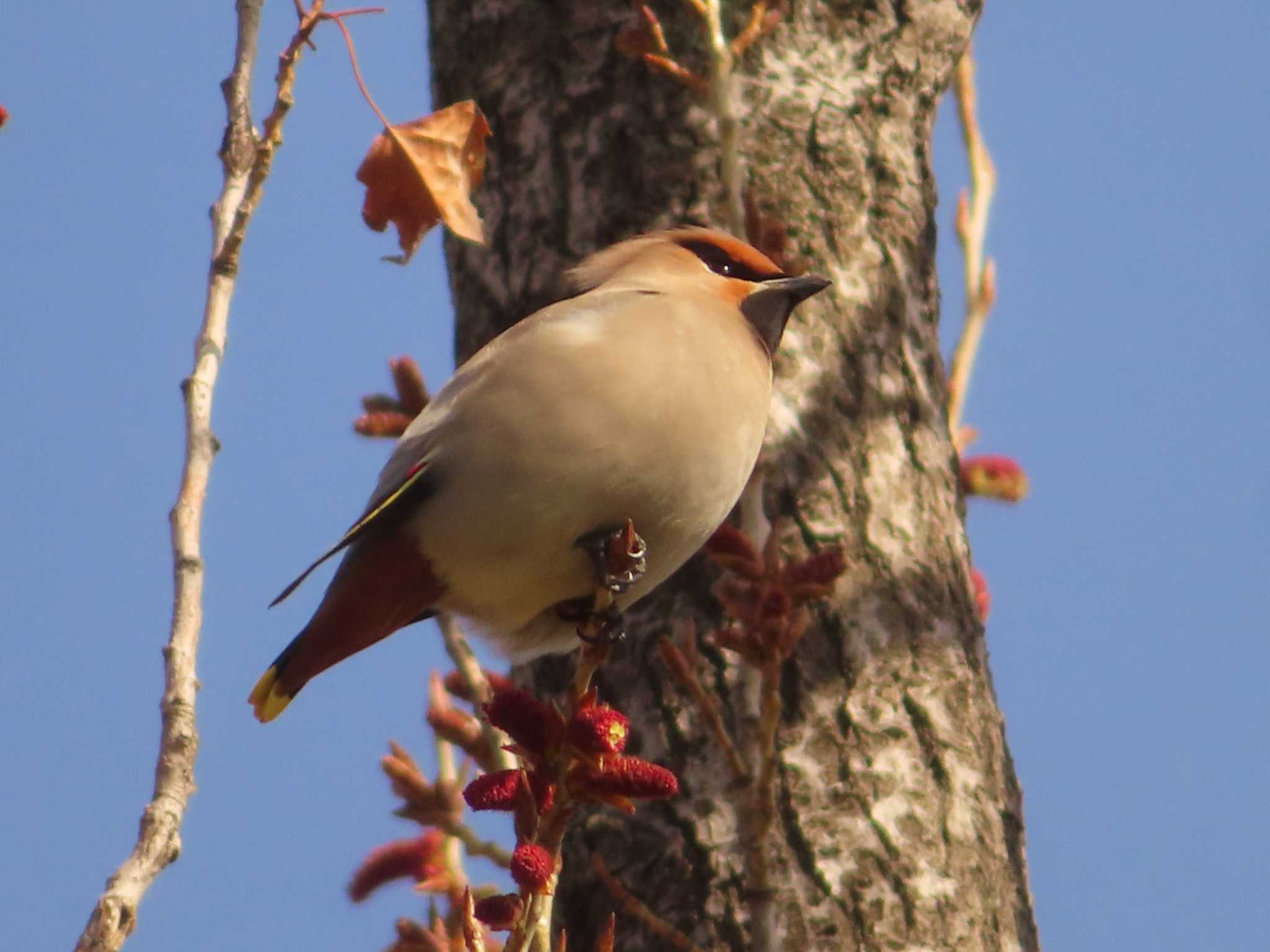 Bohemian Waxwing