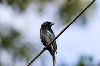 Spangled Drongo Lake Eacham(Cairns) Sun, 5/6/2018