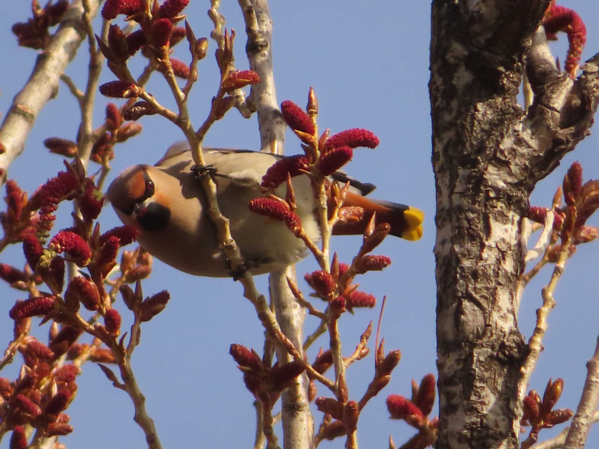 Bohemian Waxwing