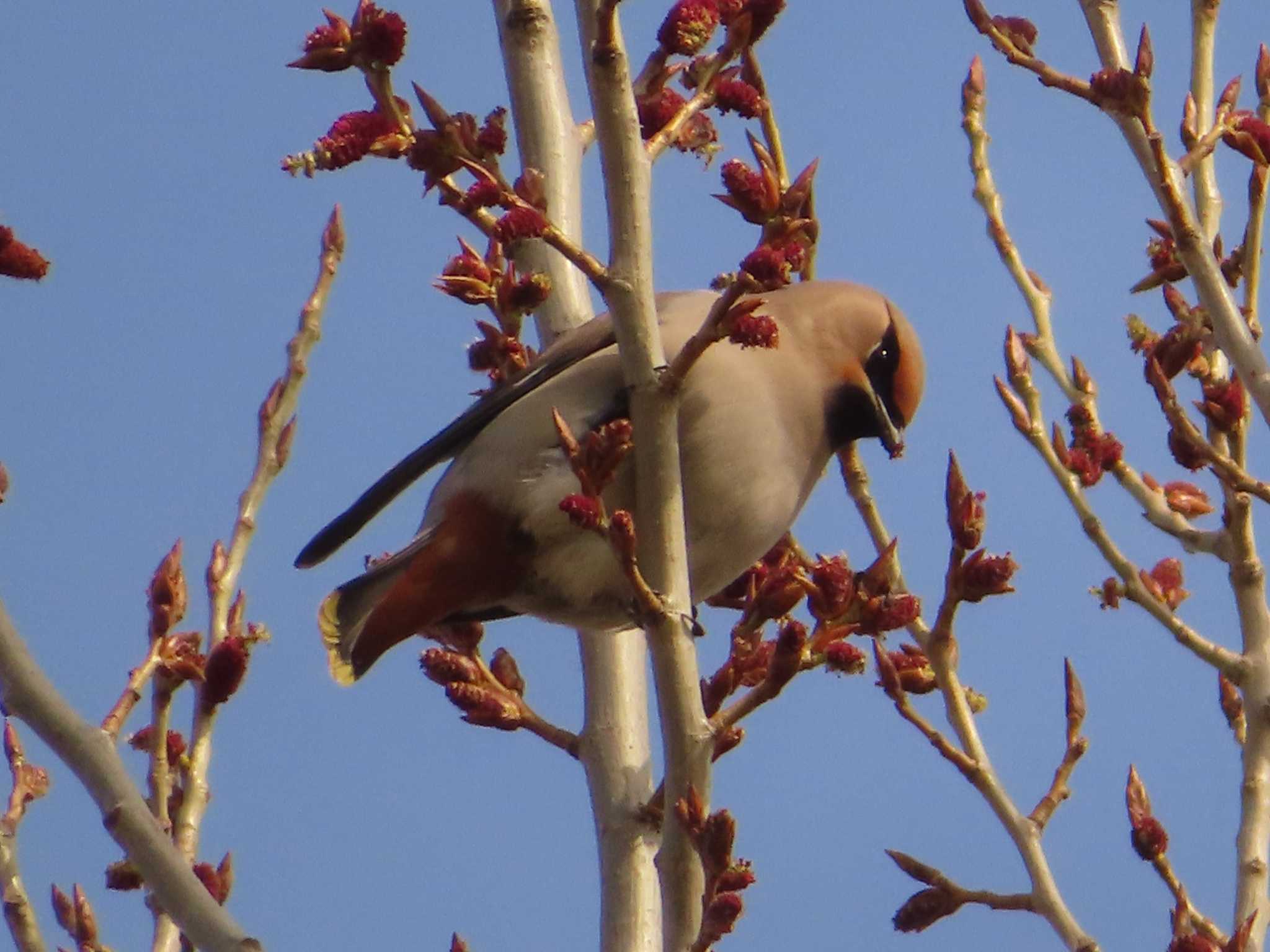 Bohemian Waxwing