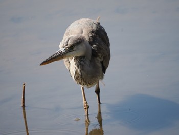 アオサギ 葛西臨海公園 2023年3月19日(日)