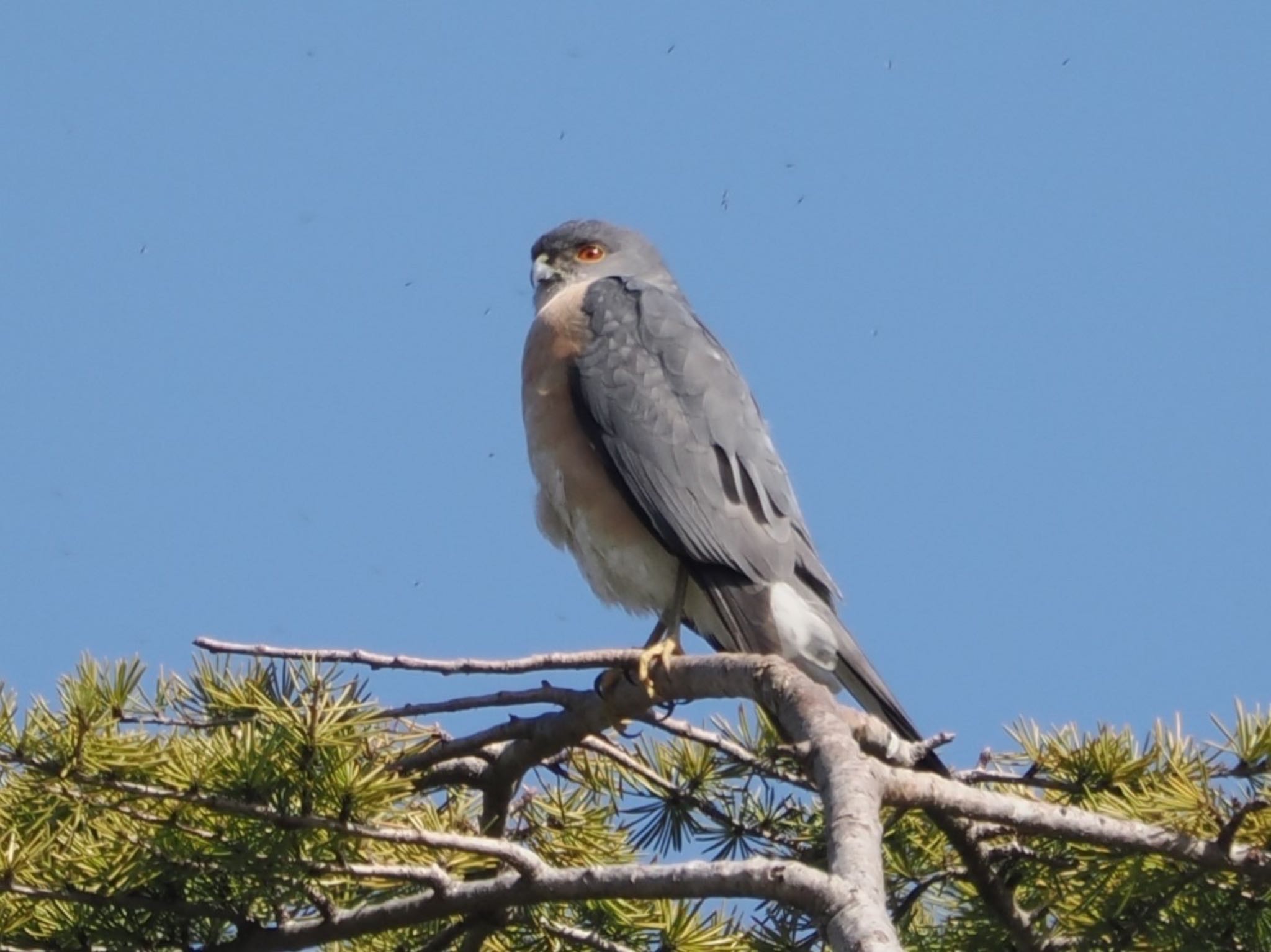 木場公園(江東区) リュウキュウツミの写真 by ぽぽぽ