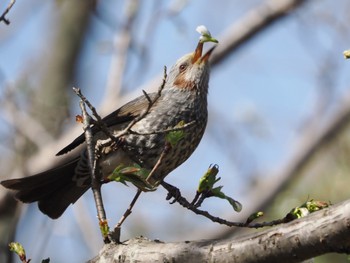 2023年3月19日(日) 葛西臨海公園の野鳥観察記録