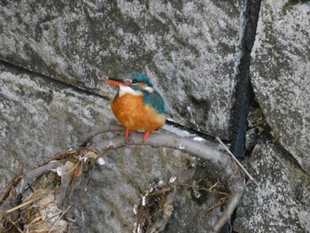 2023年3月20日(月) 妙正寺川の野鳥観察記録