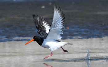 ミヤコドリ ふなばし三番瀬海浜公園 2023年3月20日(月)