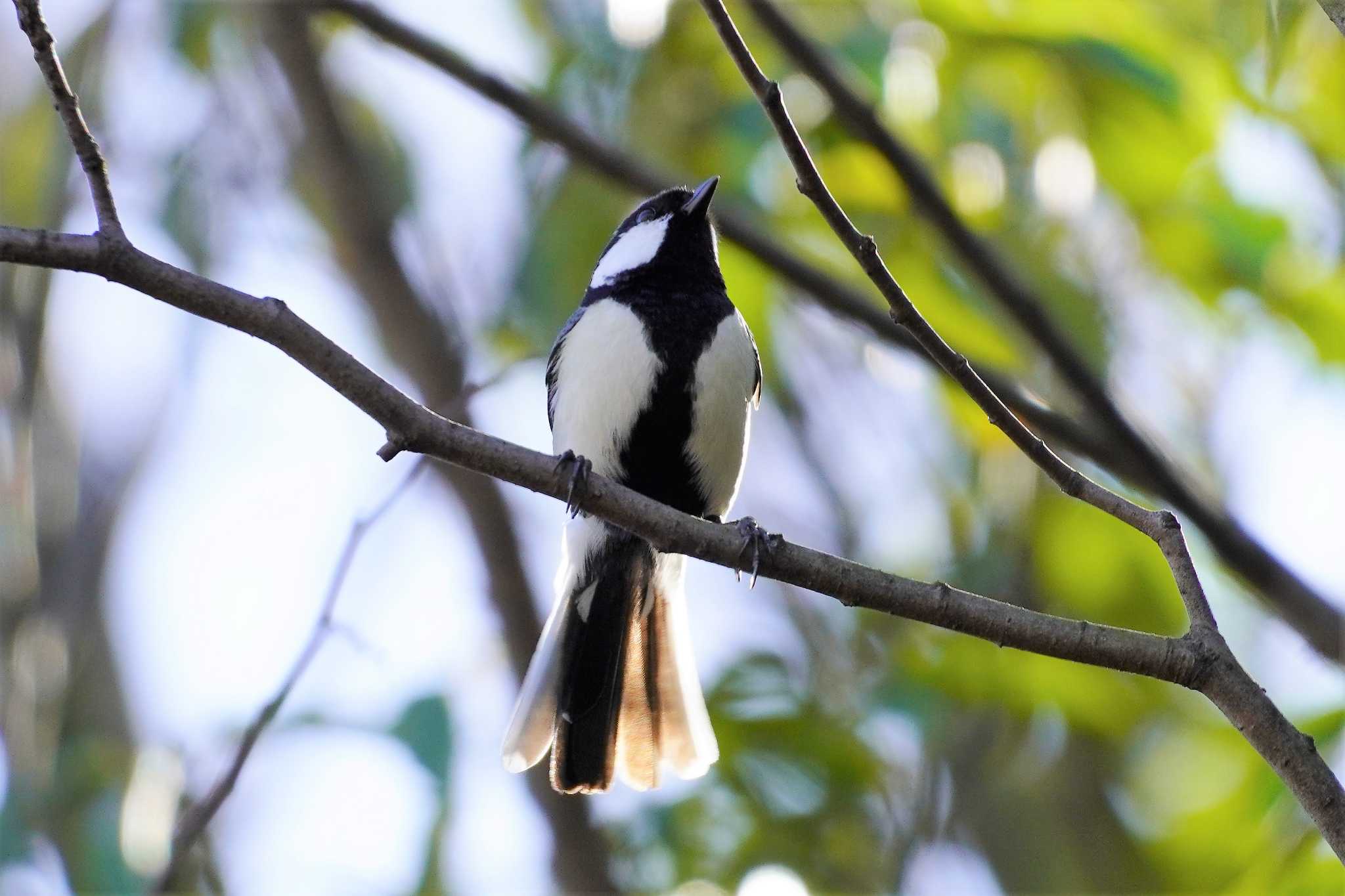 Japanese Tit