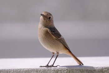 2023年3月19日(日) 万博記念公園の野鳥観察記録