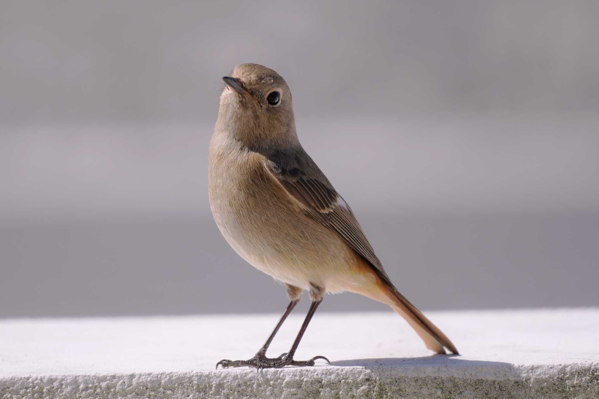 Daurian Redstart