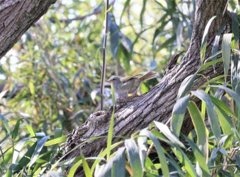 2023年3月19日(日) 祖父江ワイルドネイチャー緑地の野鳥観察記録