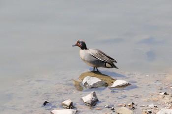 Green-winged Teal 名城公園 Wed, 3/15/2023