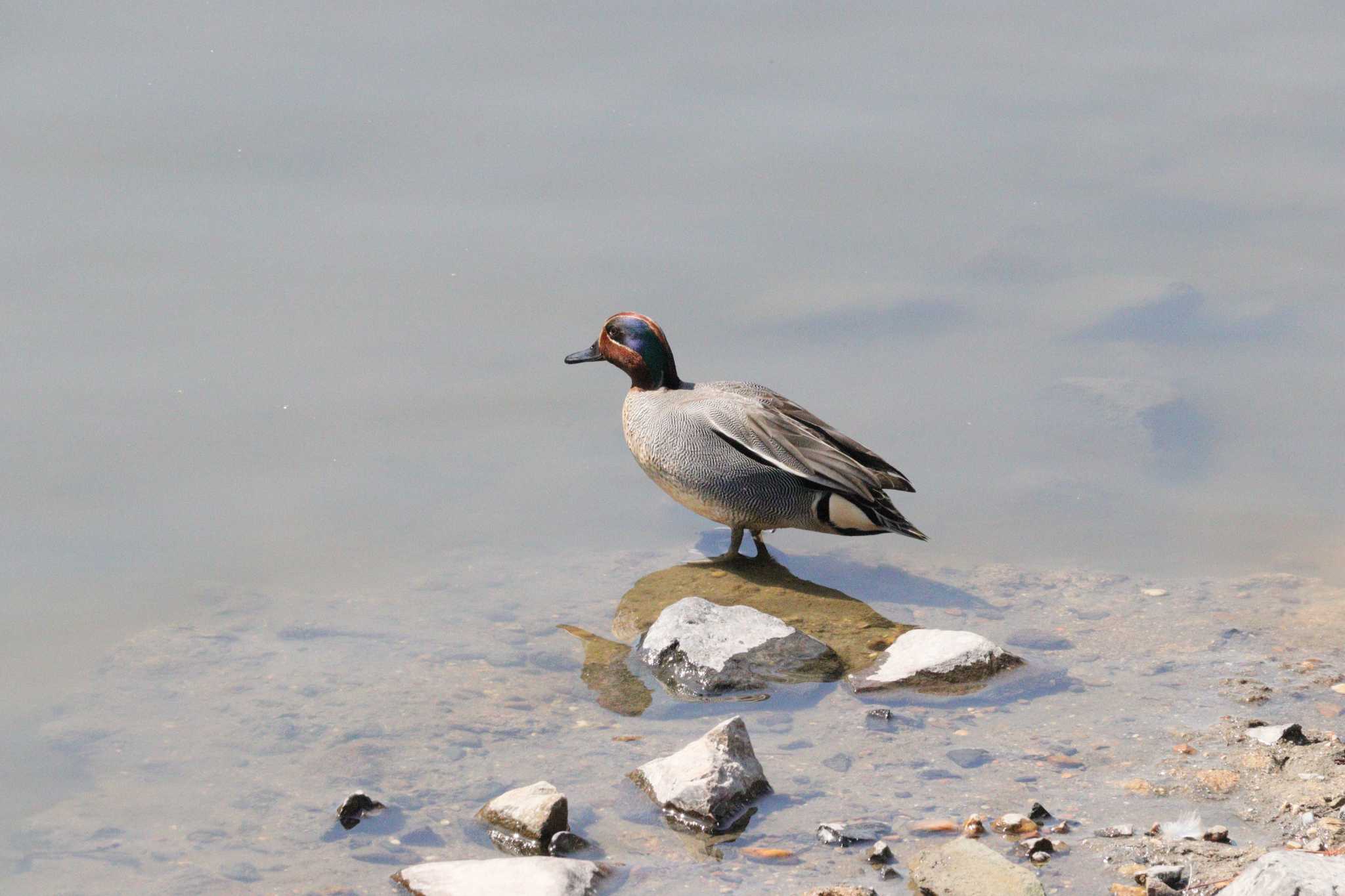 Green-winged Teal