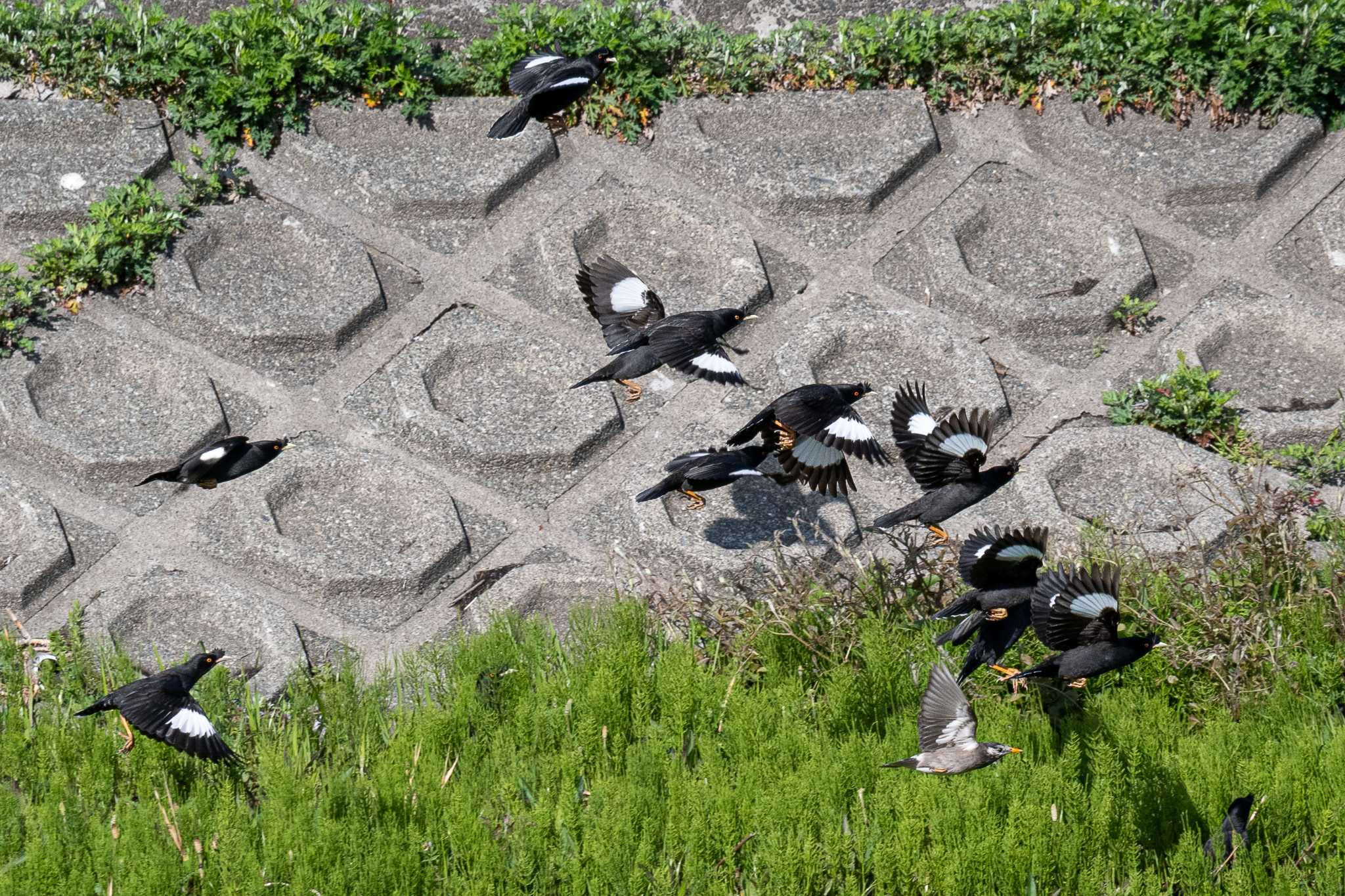 柏尾川 ハッカチョウの写真