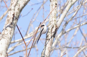 Long-tailed tit(japonicus) 野幌森林公園 Sun, 3/5/2023