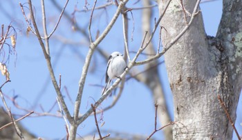 Long-tailed tit(japonicus) 野幌森林公園 Sun, 3/5/2023