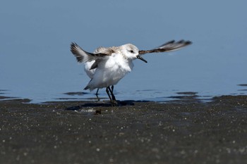 ミユビシギ ふなばし三番瀬海浜公園 2023年3月20日(月)