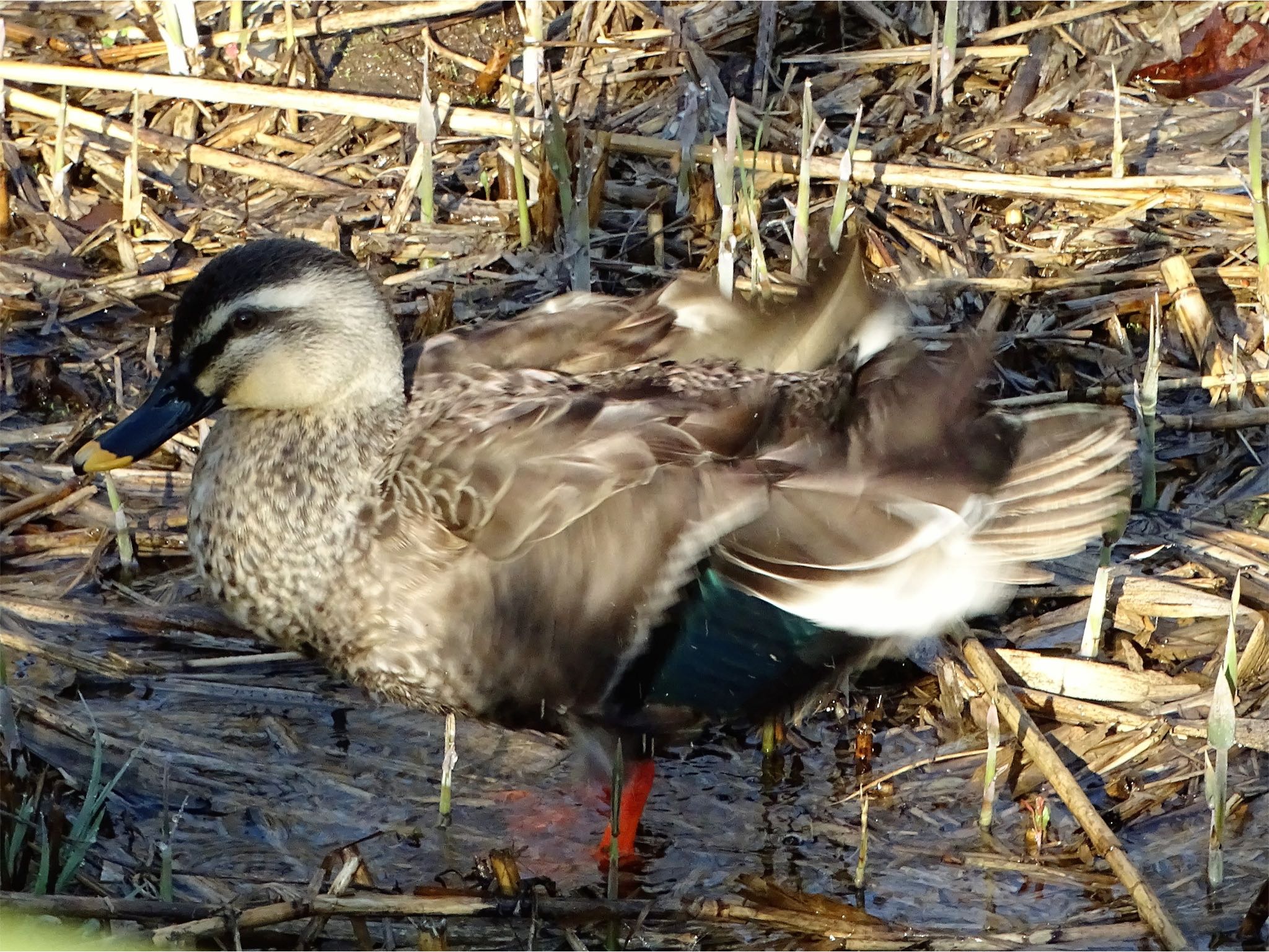 舞岡公園 カルガモの写真