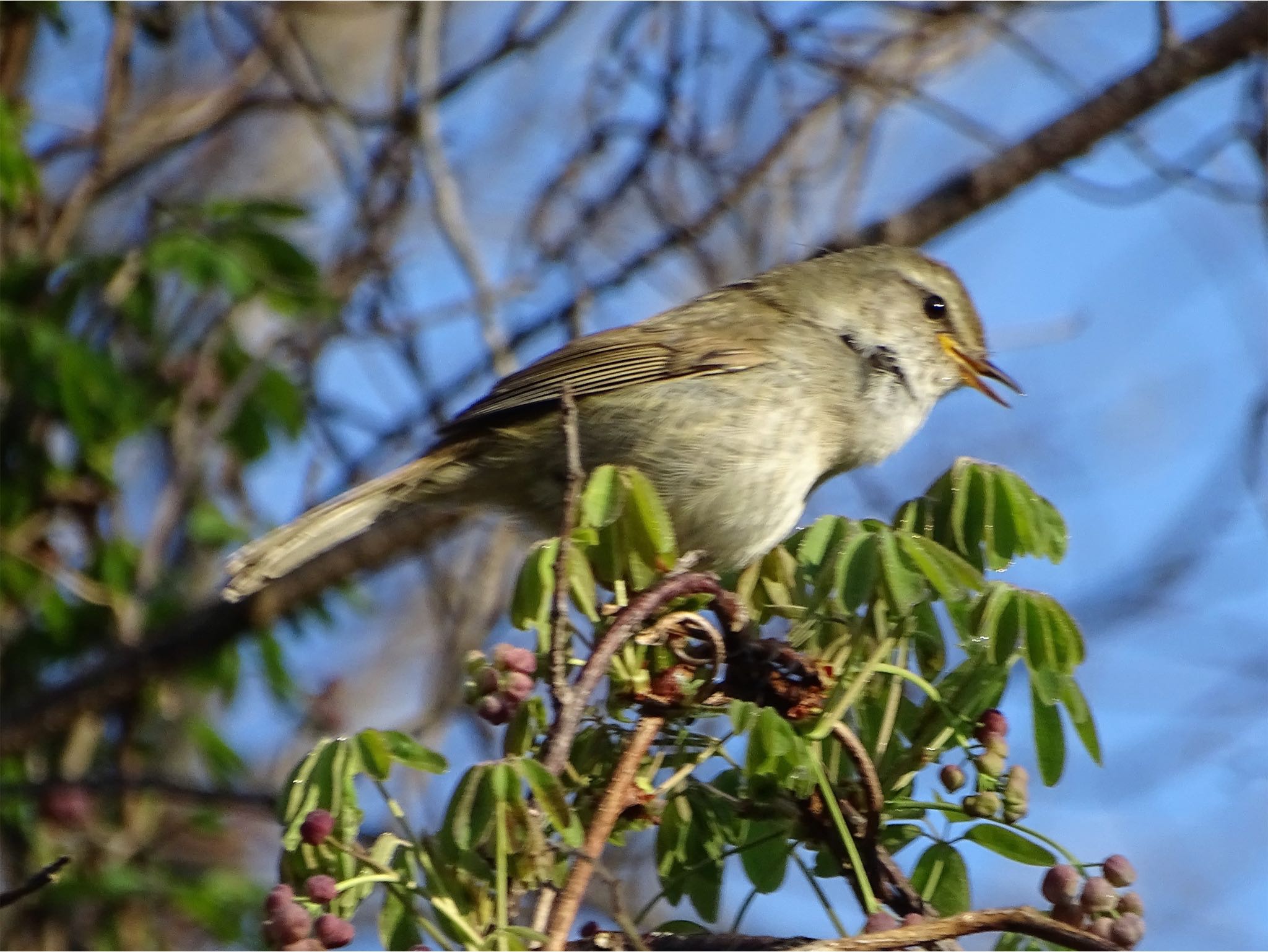 舞岡公園 ウグイスの写真