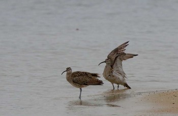 Eurasian Whimbrel 兵庫県西宮市 Sun, 5/13/2018