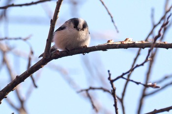 2023年3月19日(日) 大蔵高丸の野鳥観察記録