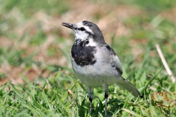 White Wagtail 武田の杜 Wed, 3/15/2023