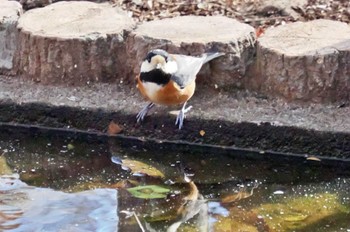 Varied Tit 武田の杜 Tue, 3/14/2023