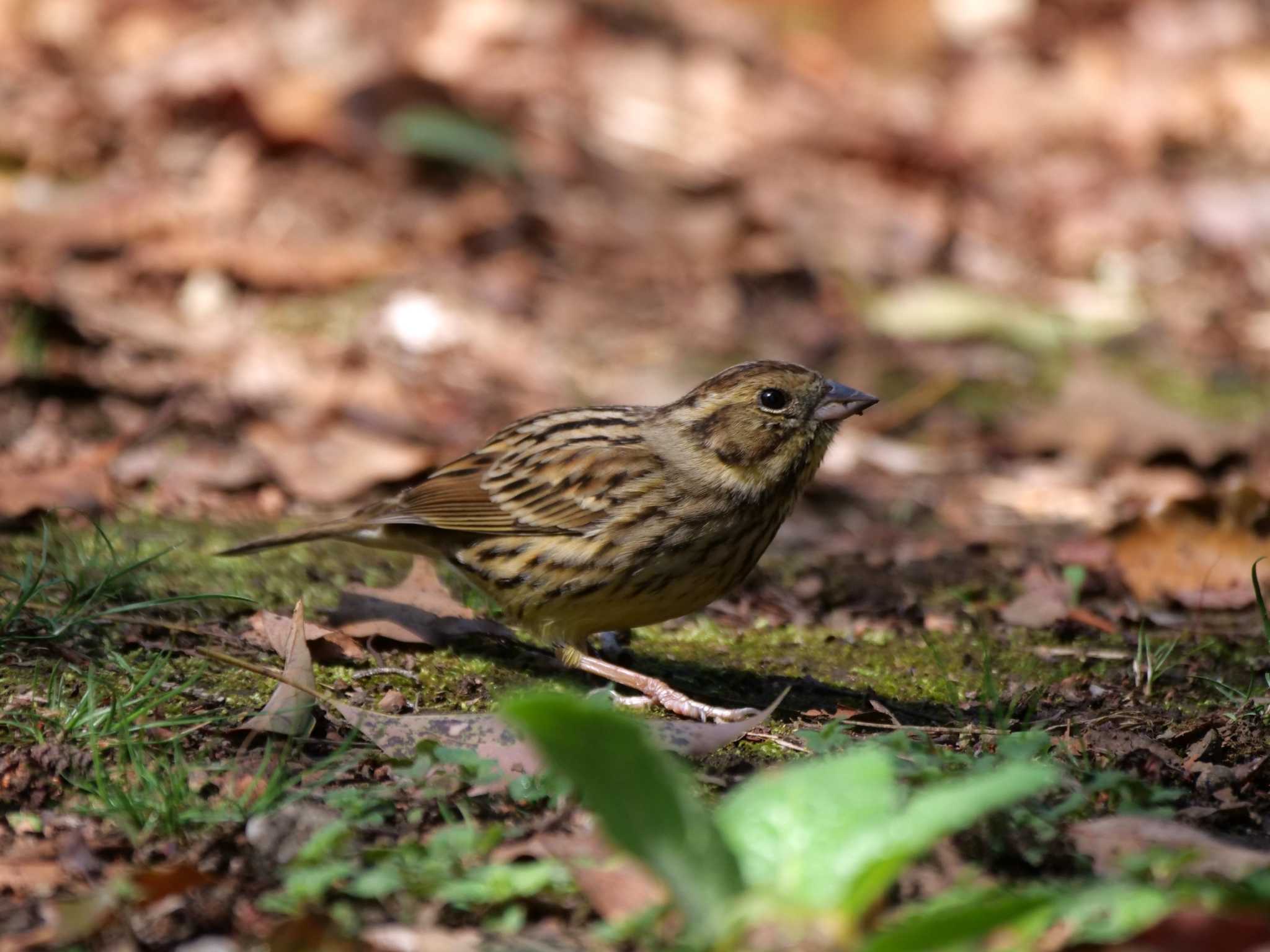 夢中になり過ぎた・・離れよう・・。 by little birds