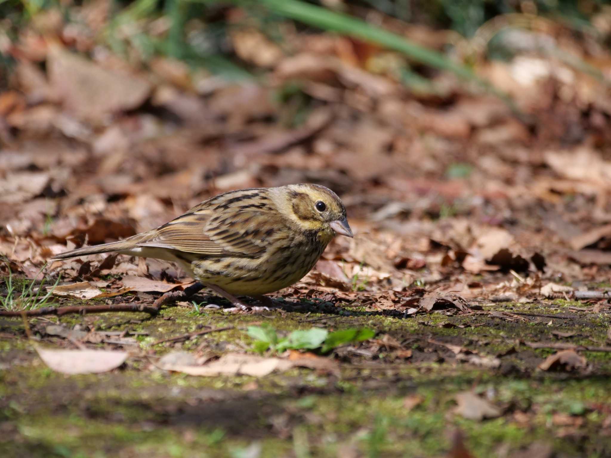 都内 アオジの写真 by little birds