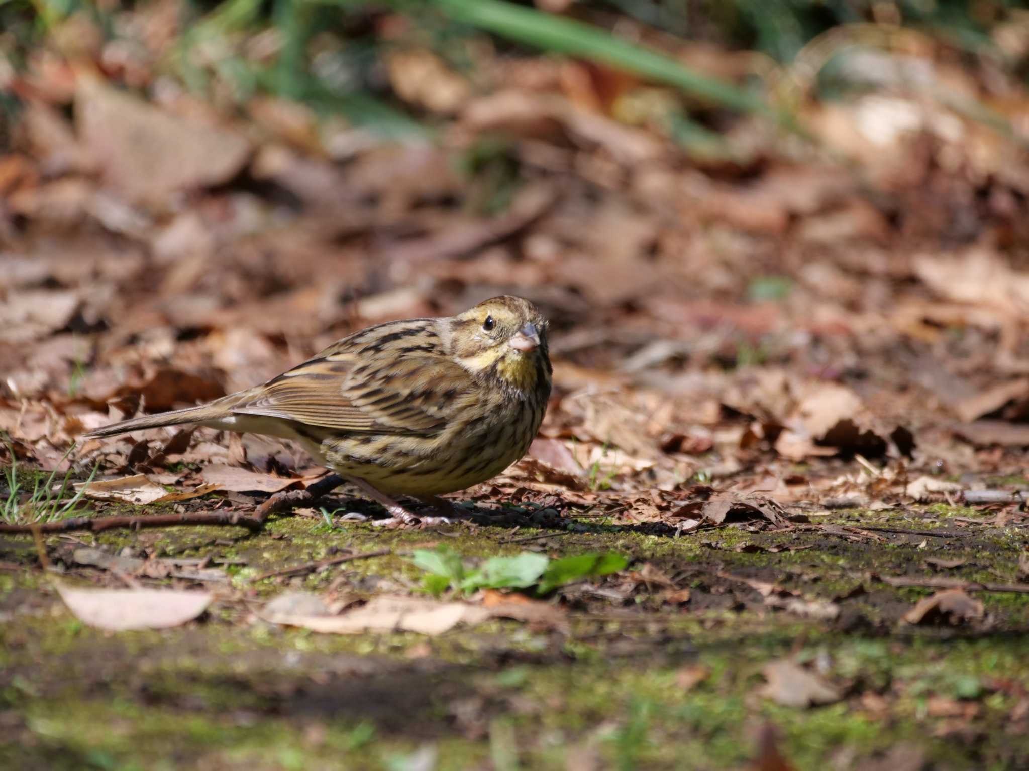 アオジ3態。　アラッ・・ by little birds