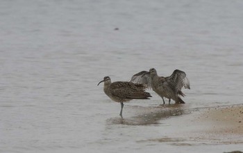 Eurasian Whimbrel 兵庫県西宮市 Sun, 5/13/2018