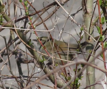 2023年3月19日(日) 武庫川の野鳥観察記録