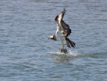 Osprey 佐波川河口(山口県) Sun, 3/19/2023