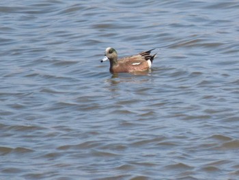 2023年3月19日(日) 佐波川河口(山口県)の野鳥観察記録