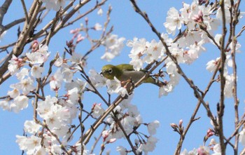 メジロ 加木屋緑地 2023年3月20日(月)