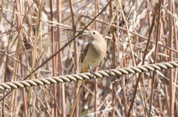 ジョウビタキ 加木屋緑地 2023年3月20日(月)